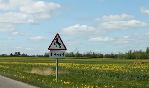 Gyvūnų migracija, laukiniai gyvūnai