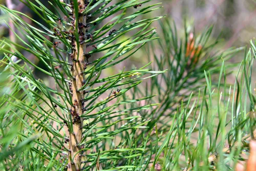 b671c82d3f76774c98a5c5655e2d77ea