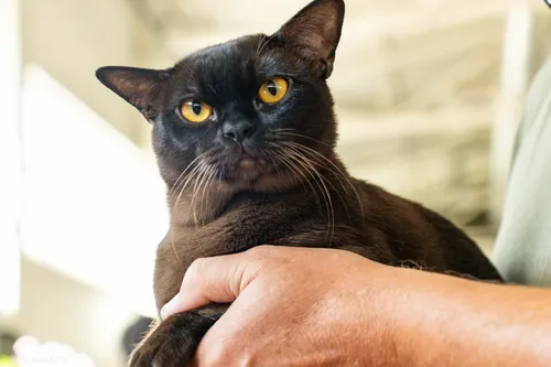 Kauno rajone vykusioje parodoje žiūrovai grožėjosi įvairiausių veislių katėmis