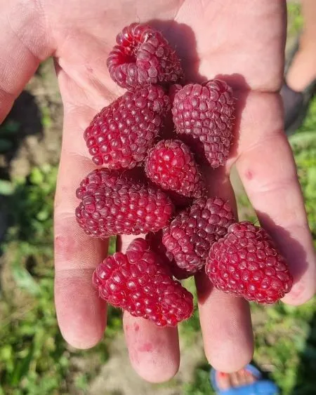 Ūkininkaujanti kaunietė Ieva