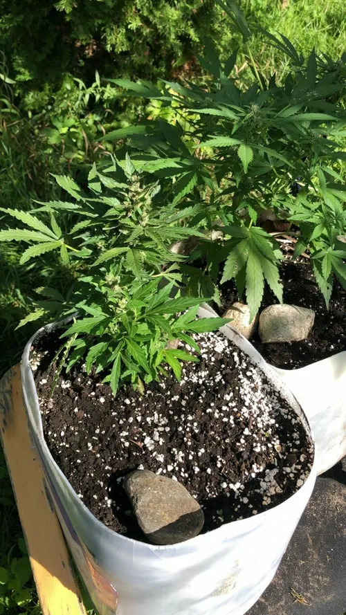 Narkotikų tinklas / Kauno apskr. VPK nuotr.