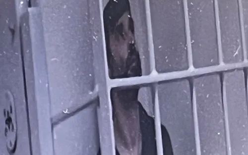 Mindaugas Vilčinskas