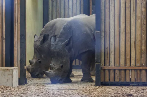 Atidaromas Kauno Zoologijos sodas