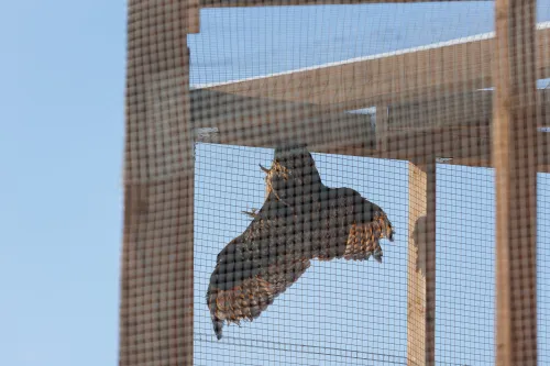 Laukinių gyvūnų globos centras