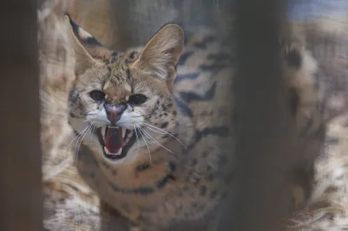 Laukinių gyvūnų globos centras