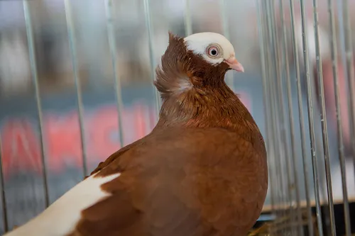 9ef929260ad987b58d80e64c2b9acbc4