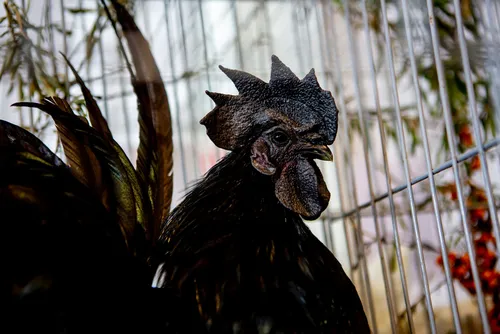 fae83ef2c080e1d0c0e4b2ca2e049cd7