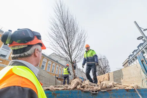 Sodinamos liepos Laisvės alėjoje / R. Tenio nuotr.