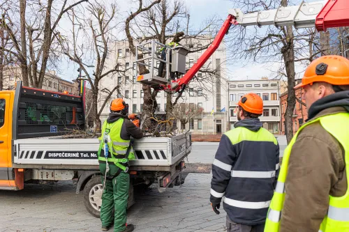Pjaunamos liepos Laisvės alėjoje / R. Tenio nuotr.