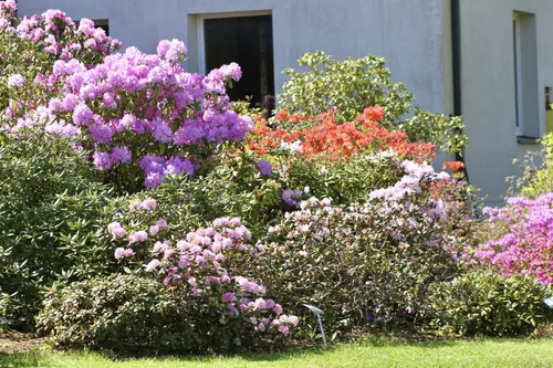 Rododendrai / VDU Botanikos sodo nuotr.