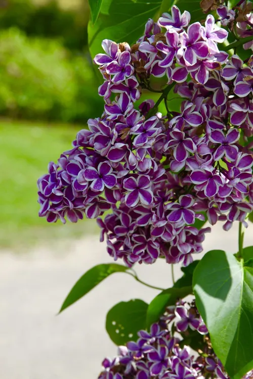 Alyvos / VDU Botanikos sodo nuotr.