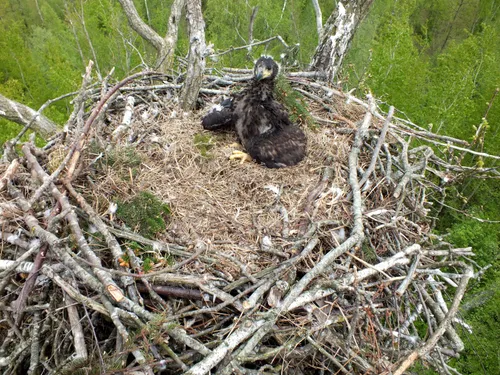 S. Rumbutis žieduoja jūrinius erelius / M. Patašiaus nuotr.
