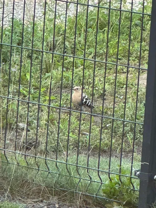 0ccd0629f66211805c11000a78e1bd14