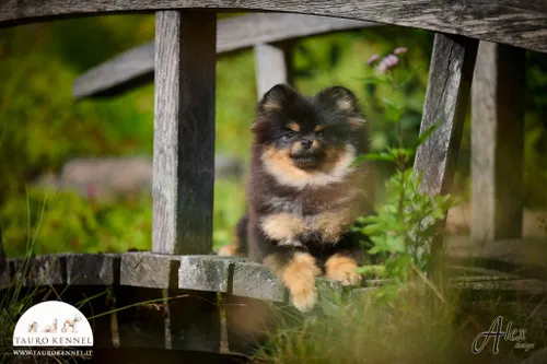 „Tauro Kennel“ veislyno Pomeranijos špicas / „Tauro Kennel“ nuotr.