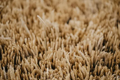 T. Černiausko instaliacija „French Exit“ / M. Plepio nuotr.