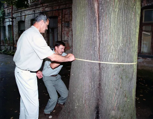 Laisvės alėjos liepa milžinė / M. Patašiaus nuotr.