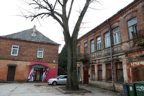 Laisvės alėjos liepa milžinė / M. Patašiaus nuotr.