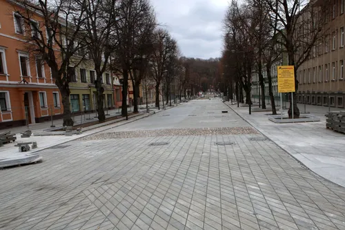 Laisvės alėjos liepa milžinė / M. Patašiaus nuotr.