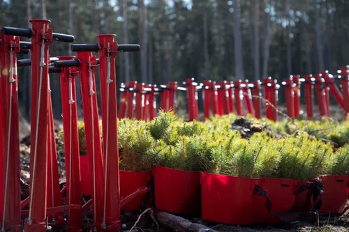 Nacionalinis miškasodis 2025 / Organizatorių nuotr.