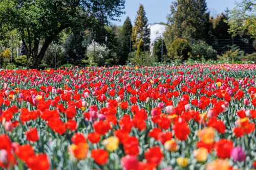 Tulpių žydėjimas / R. Tenio nuotr.