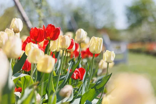 Tulpių žydėjimas / R. Tenio nuotr.