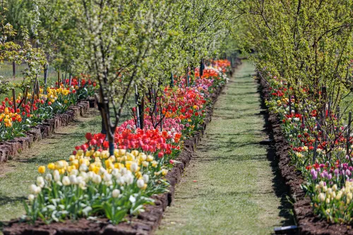 Tulpių žydėjimas / R. Tenio nuotr.