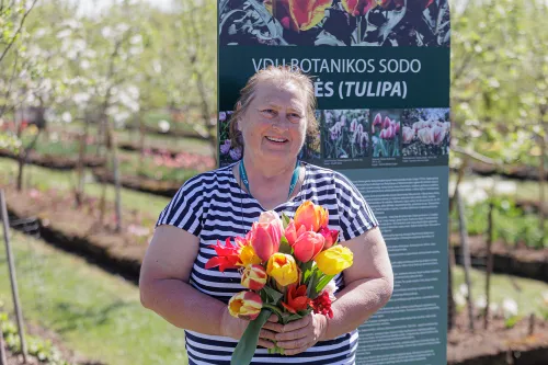 Tulpių žydėjimas / R. Tenio nuotr.