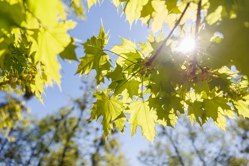 Patyriminės ekskursijos Botanikos sode / R. Tenio nuotr.