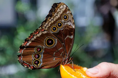 Drugiai botanikos sode / R. Tenio nuotr.