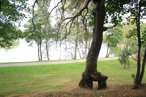 pusis kedute r danileviciutes nuotr 2023 m