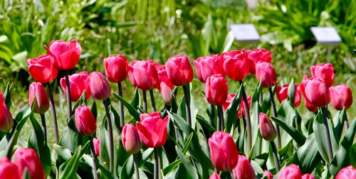 tulpe alma adamkiene