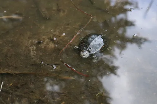Balinis vėžlys / Lietuvos zoologijos sodo nuotr.