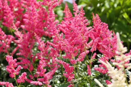 Astilbių žydėjimo metas botanikos sode / VDU botanikos sodo nuotr.