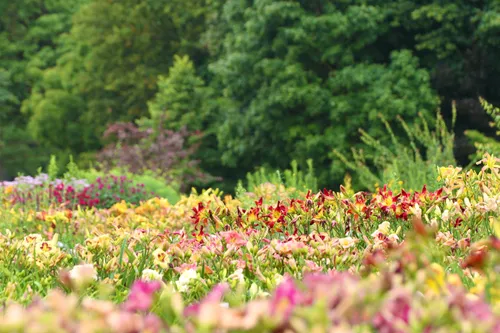 Viendienių kolekcija / VDU Botanikos sodo nuotr.