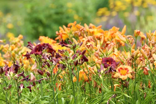 Viendienių kolekcija / VDU Botanikos sodo nuotr.