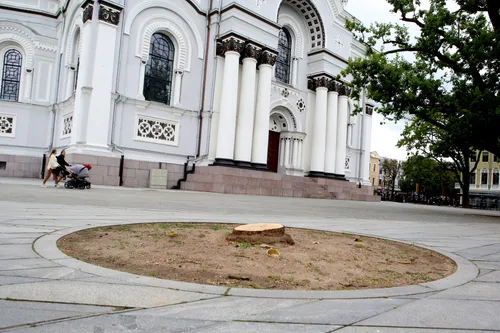 Klevas Nepriklausomybės aikštėje / M. Patašiaus nuotr.