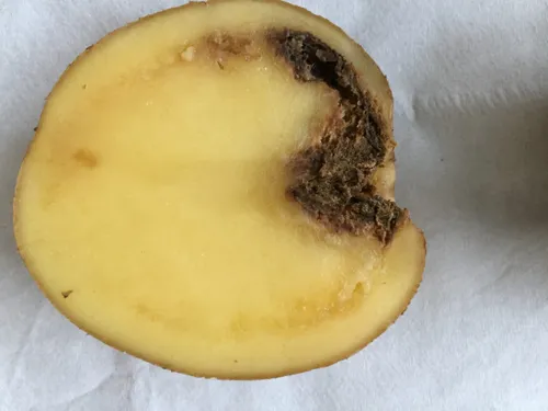 uzkrestos bulves 1 scaled