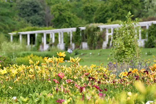 Viendienių kolekcija / VDU Botanikos sodo nuotr.