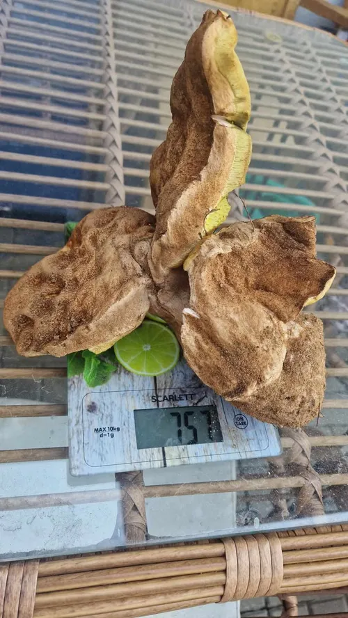 Kauno r. surastas baravykas / Skaitytojų nuotr.