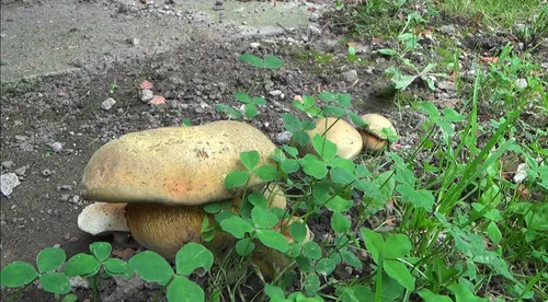 Grybai po balkonu / Skaitytojų nuotr.