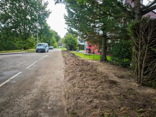 Išpjautos tujos Vičiūnuose