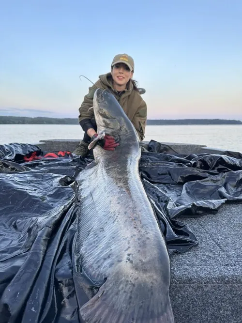 Kauno mariose pagautas įspūdingas šamas / J. Lukoševičės nuotr.