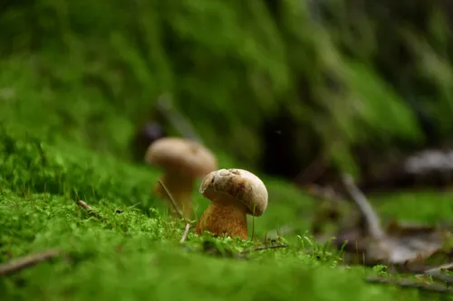 m ilciuko nuotrauka 1