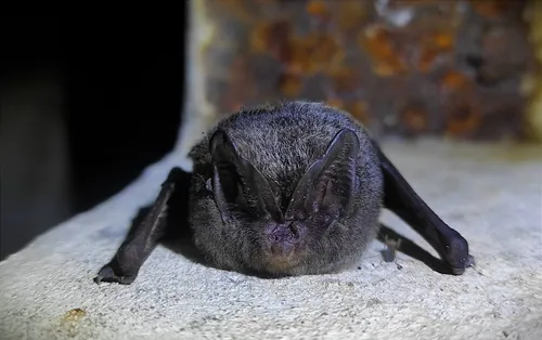 Europinis plačiaausis / M. Kirstuko nuotr.