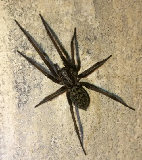 Voras / M. Kirstuko nuotr.