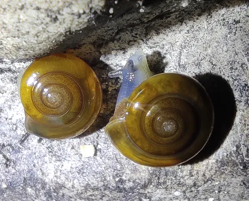 Sraigės / M. Kirstuko nuotr.