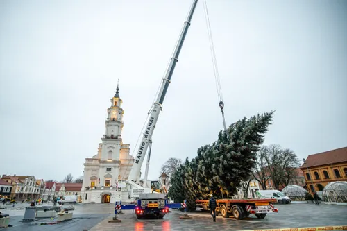 Kauno Kalėdų eglė atvyko į Rotušės aikštę / T. Biliūno / BNS nuotr.