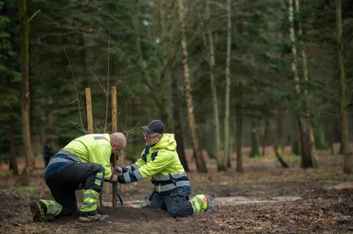 azuoliuku sodinimas 5 scaled