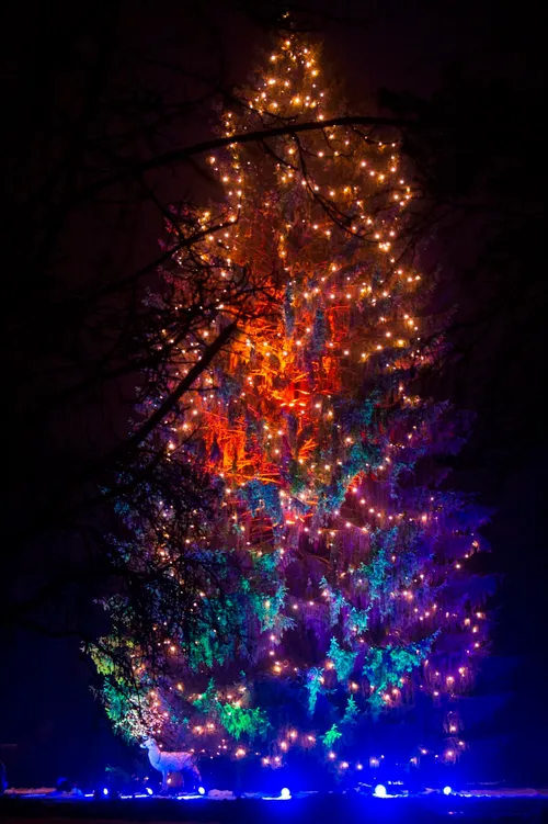 original_Eglute_Obelyneje_20221223_0156_ZigmoKalesinskonuotrauka