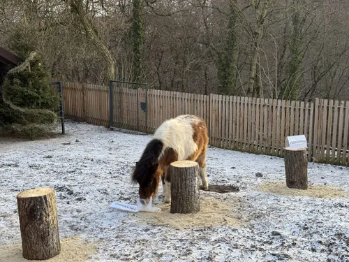 Šetlando poniai / Lietuvos zoologijos sodo nuotr.
